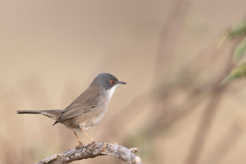 Female Sardinian warbler (Sylvia melanocephala)