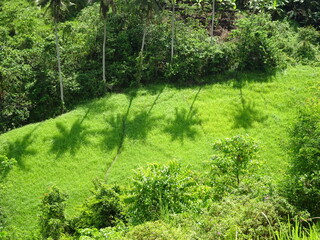 Obraz premium Palmenschatten