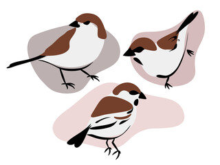Trzy małe ptaki. Wróbel siedzący w trzech pozycjach. Wektorowa ilustracja na białym tle. - obrazy, fototapety, plakaty
