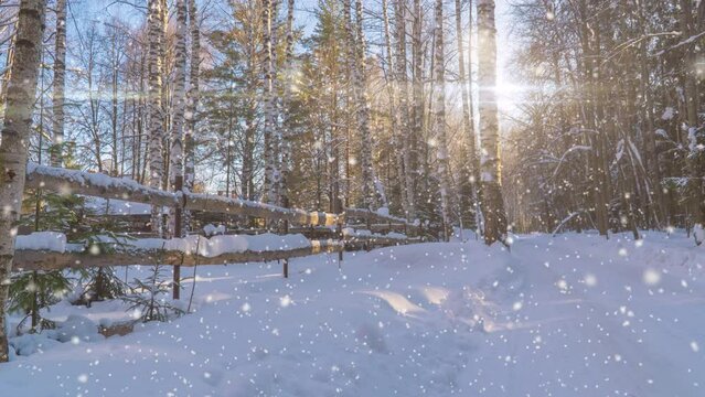 Cinemagraf Aerial winter landscape with pine trees of snow covered forest in cold mountains at sunrise.