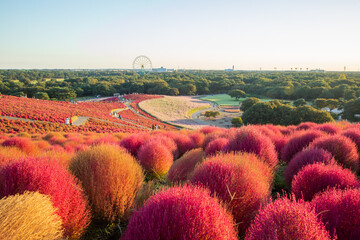 ひたち海浜公園　コキアの紅葉
