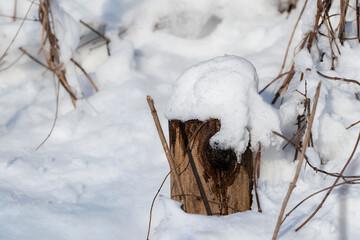An old stump under the snow.Stump under a thick layer of snow in the winter forest.Winter time in...