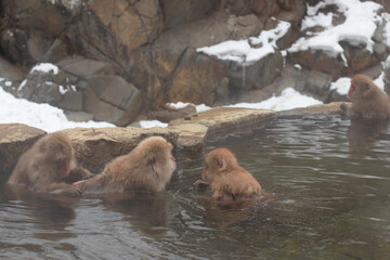 Snow monkeys japanese. Jigokudani monkey park, monkeys bathing in natural hot spring at Nagano,...