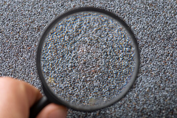 Close up shot of magnifying glass near poppy seed. Studying poppy seed concept