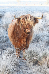 Young Scottish Highlander Cow looks at you standing in a natural winter landscape