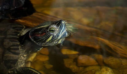 Fototapeta premium Red-eared terrapin (Trachemys scripta elegans) is a subspecies of the pond slider, a semiaquatic turtle belonging to the family Emydidae.