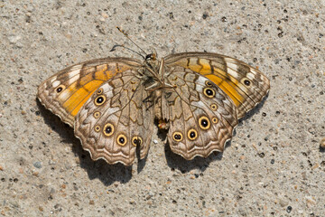 Kirinia roxelana, the lattice brown, is a butterfly of the family Nymphalidae. Adult female,...