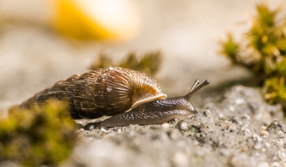A small, oblong snail on a concrete base. © Adam