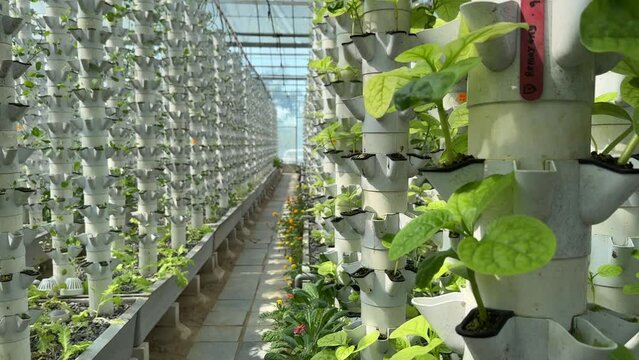 Sustainable Agriculture. Aquaponics based production method farm. Wellness, healthy and sustainable food sourcing concept. Vertical Farming.