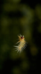 Details of a Caterpillar in its silk with plants in the background plant