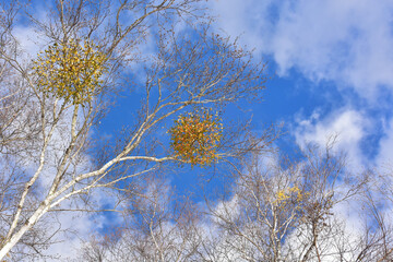 Fototapeta premium 冬の白樺並木と青空