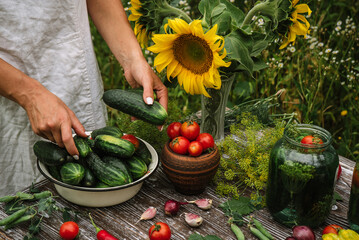 fresh farm cucumbers in female hands, preparation for canning vegetables, tomatoes, herbs and dill 1