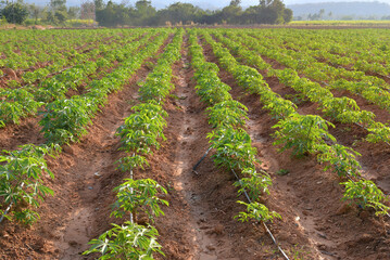 Fototapeta na wymiar Cassava planting season