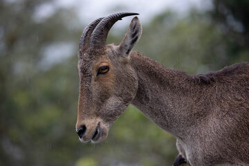 close up portrait of a wild goat 