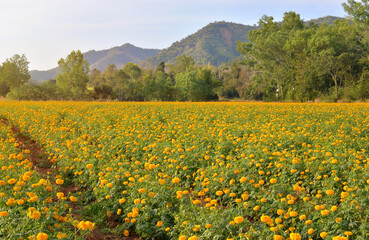Fototapeta premium Field of marigold flowers