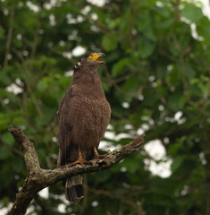 crested serpent eagle perched