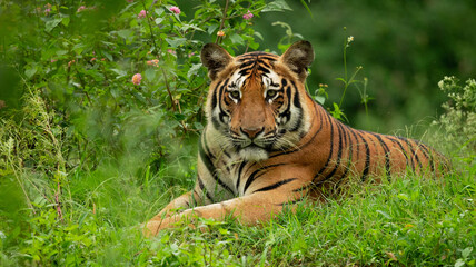 tiger on the grass