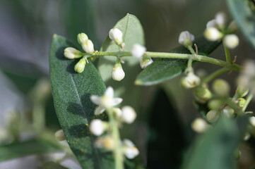 Closeup of olive tree blossom. Österbotten/Pohjanmaa, Finland