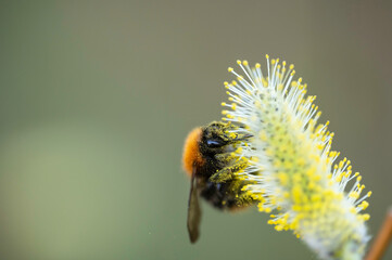 Closeup of a bumblebee and willow flowers. Österbotten/Pohjanmaa, Finland © Sofie K