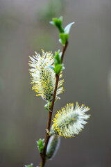 Closeup of willow flowers in spring. Österbotten/Pohjanmaa, Finland