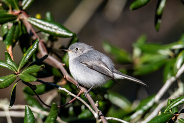 gnatcatcher