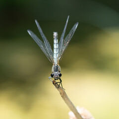 dragonfly on a twig