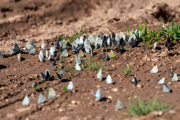 Obraz premium Butterfly s in the ground