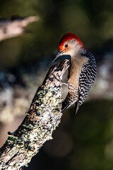 Woodpecker