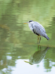  Great Blue Heron Perched on Log