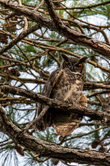 Horned Owl