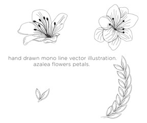 hand drawn mono line vector illustration. azalea petals.