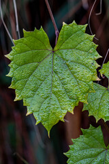 Grape leaf