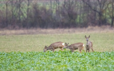 Roe deer herd in winter on a field