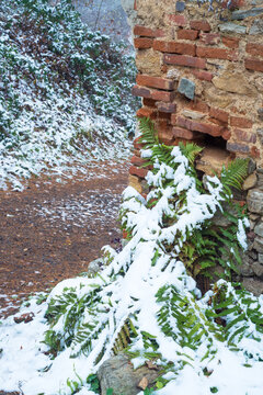  thickets of ferns covered with snow