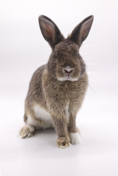 gray rabbit looking forward on white background