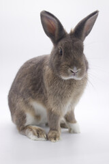 gray rabbit on white background