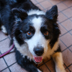 Border Collie at Cafe