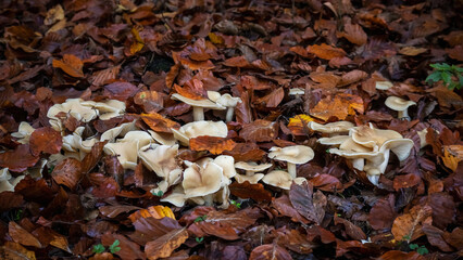 Psilocybin magic mushrooms growing in forest. Naturally psychoactive and hallucinogenic compound concept.