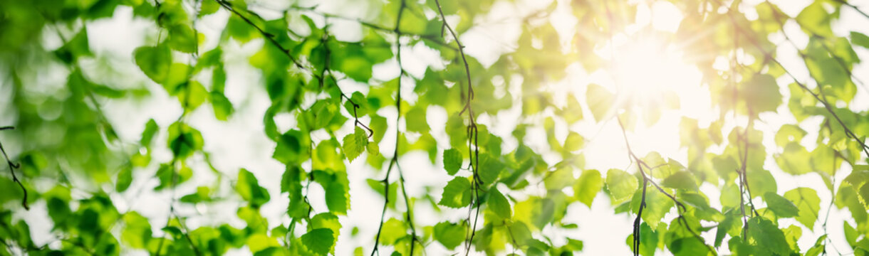 Close-up panoramic view of the birch's branch with young leaves and bud.