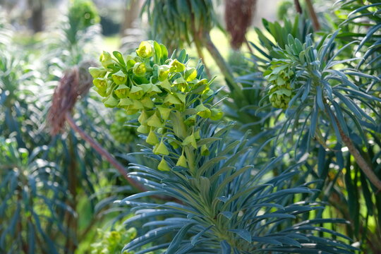 Boga Bilder Durchsuchen 1,025 Archivfotos, und Videos