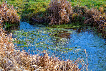 Pontgibaud, le marais de Saint-Pierre, Auvergne 2