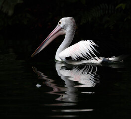 pelican on the water