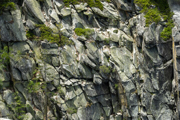 Manzanita and Pines Grow In The Cracks Of Thick Layered Wall