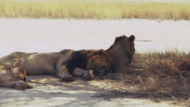 Wild, black-maned lions asleep in bush