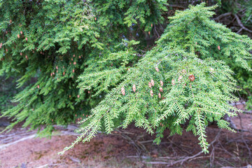 Tsuga heterophylla conifer or western hemlock tree closeup with hanging little cones