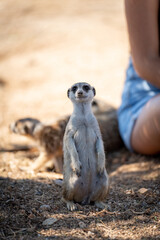 Standing meerkat near the unrecognizable biologist, vertical composition