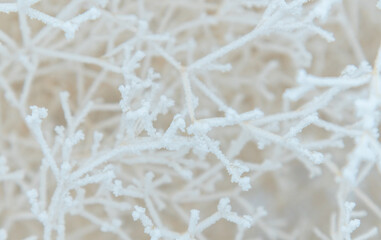 Close-up of snow-covered shrub branches. White tree branches under frost on a frosty day, like a spider web and a frosty three-dimensional pattern.