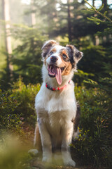 Candid portrait of an Australian Shepherd resting in a forest stand, watching with a realistic smile and joy on his master's face. Blue merle, expressions of a four-legged pet