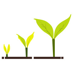Three stages of plant growth are depicted on a white background, three stages of seedling sprouts, in vector.
