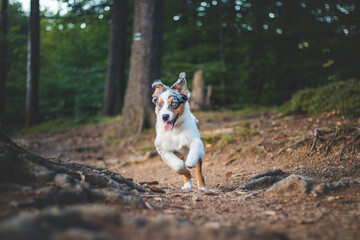 Candid portrait of an Australian Shepherd puppy dog on a walk in the woods. Bond between dog and man. Joyful expression while running. Four-legged bundle of joy